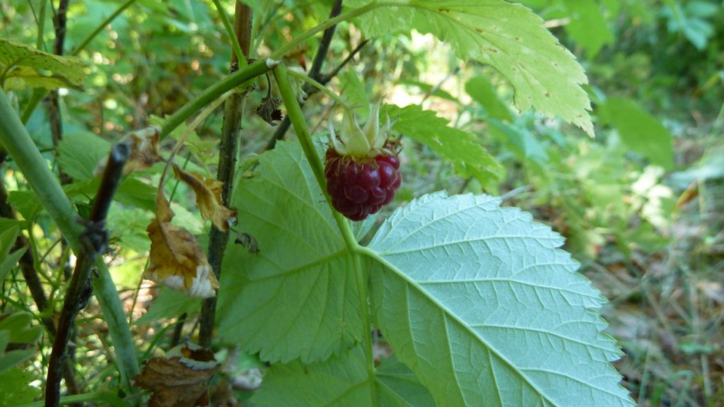 bois_de_favier_2013_042.jpg