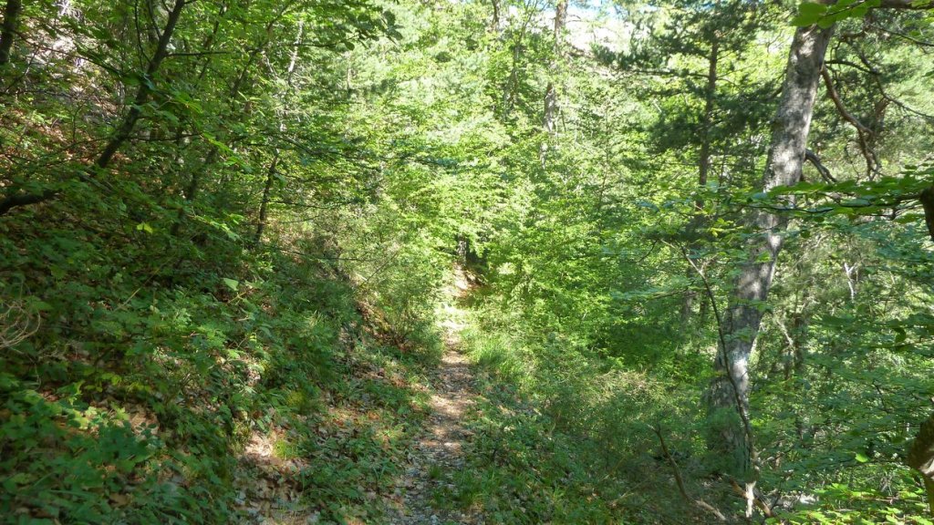 bois_de_favier_2013_046.jpg