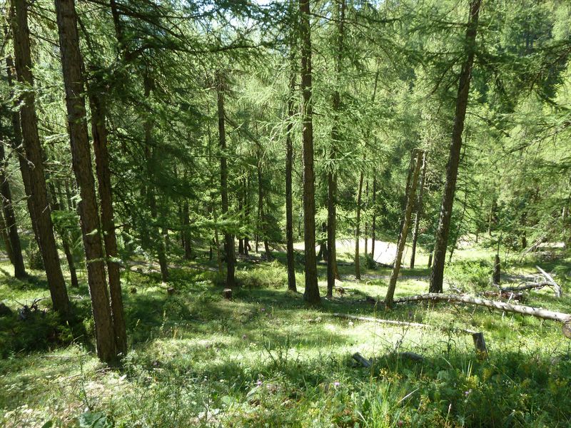 cabane_autapie_2011_029.jpg