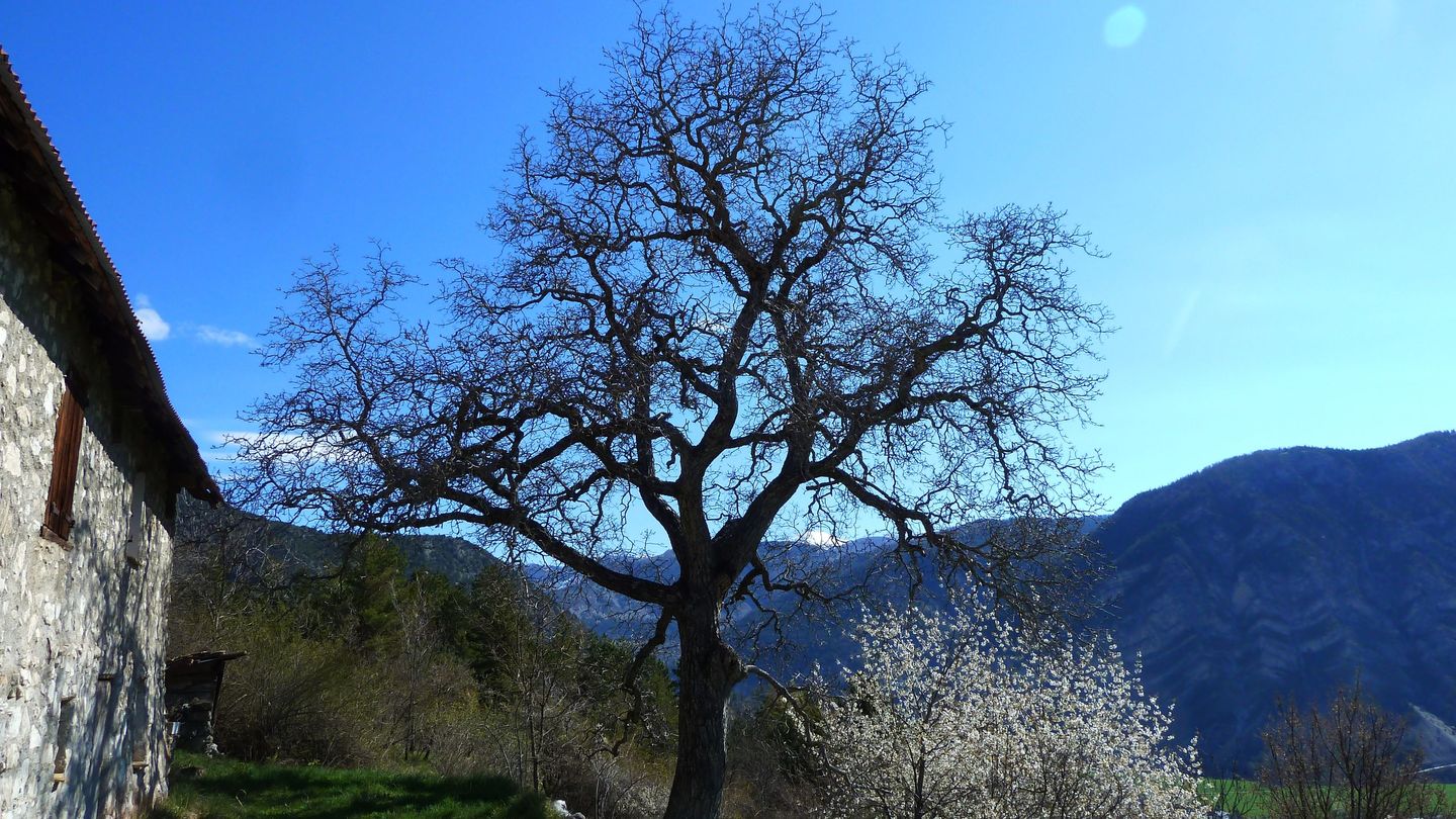 cotage_soleil_avr_2017_081.JPG
