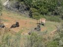 coudon_avril_2012_024.jpg