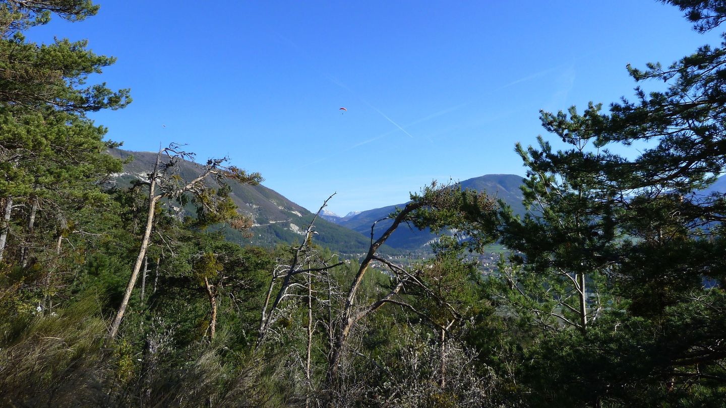courchons-morietz_avr_2017_009.JPG