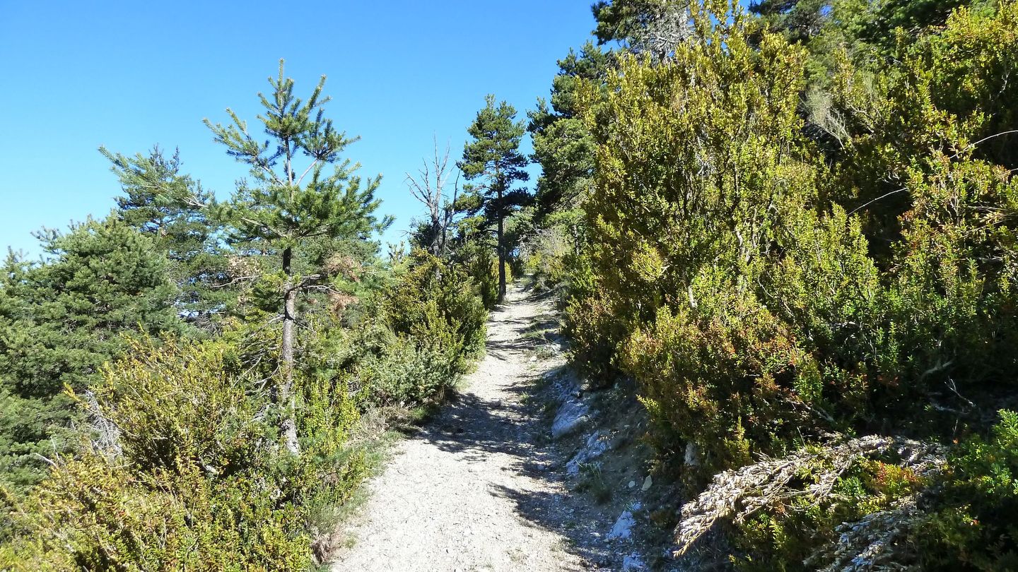 courchons-morietz_avr_2017_053.JPG