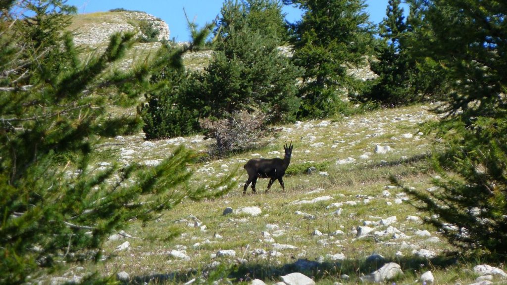 courradour_aout_2014_222.jpg
