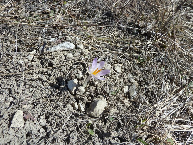 fontblanche_fev_2012_027.jpg