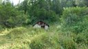 laupon_aout_2014_06.jpg