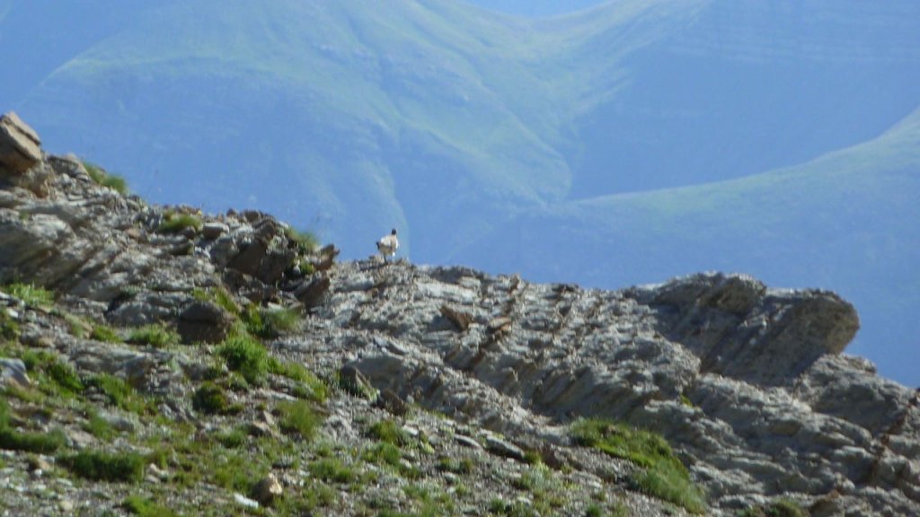 cimet_juillet_2016_121.JPG