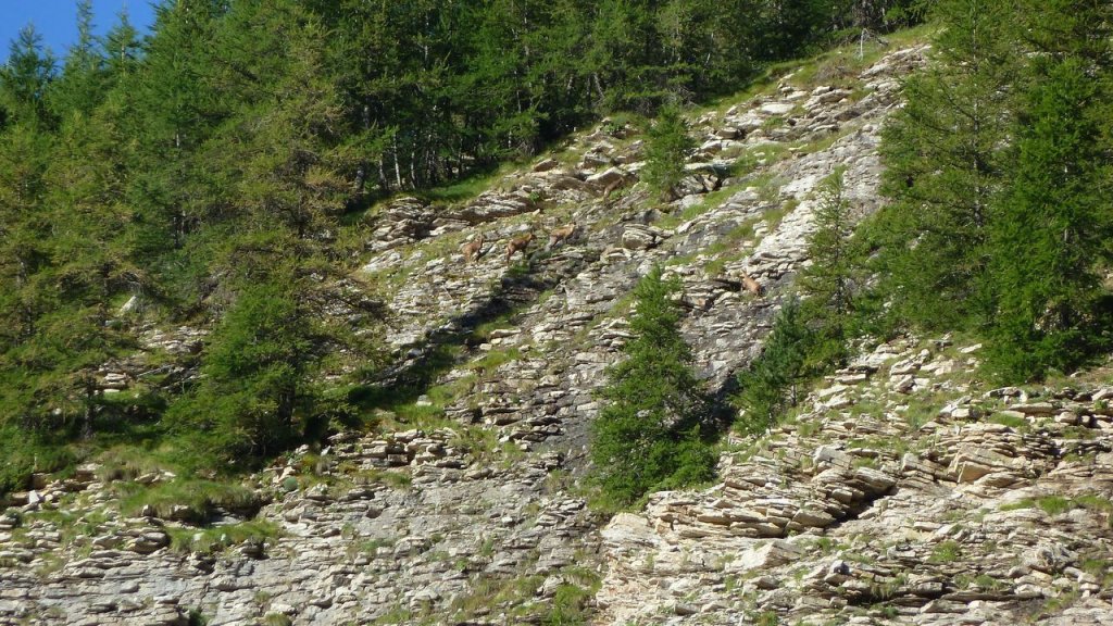lignin_juillet_2016_031.JPG