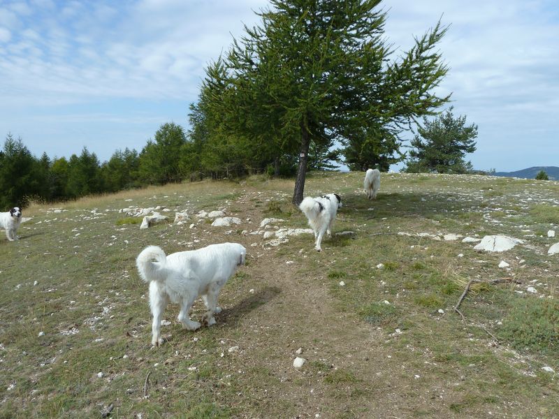 maurel_2011_031.jpg