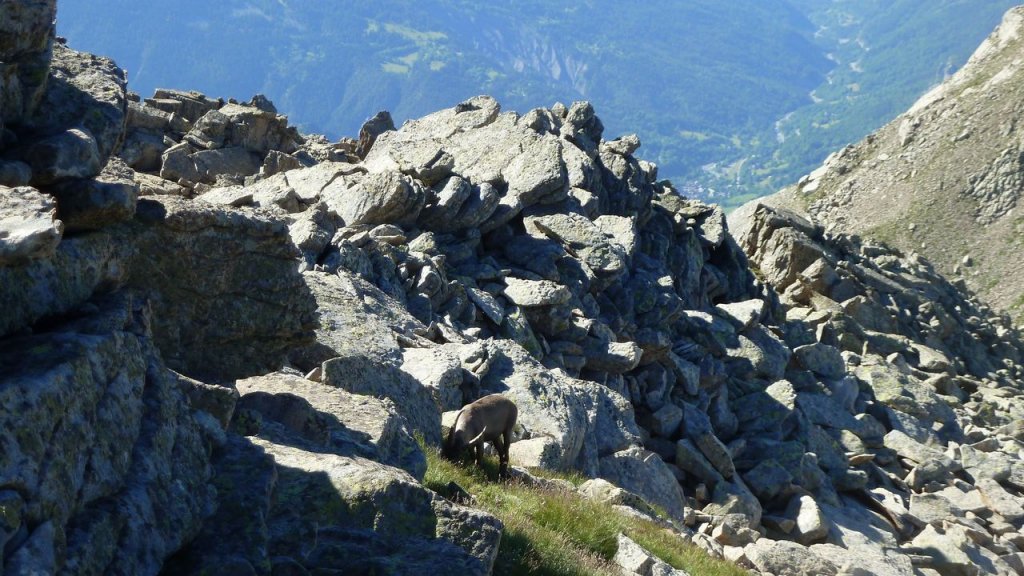 montagne_avalanche_juillet_2016_073.JPG