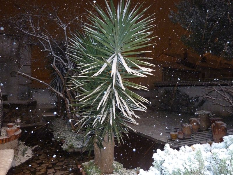 neige_toulon_fev_2012_012.jpg