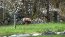 ondres_villars-heyssier_avr_2017_087.JPG