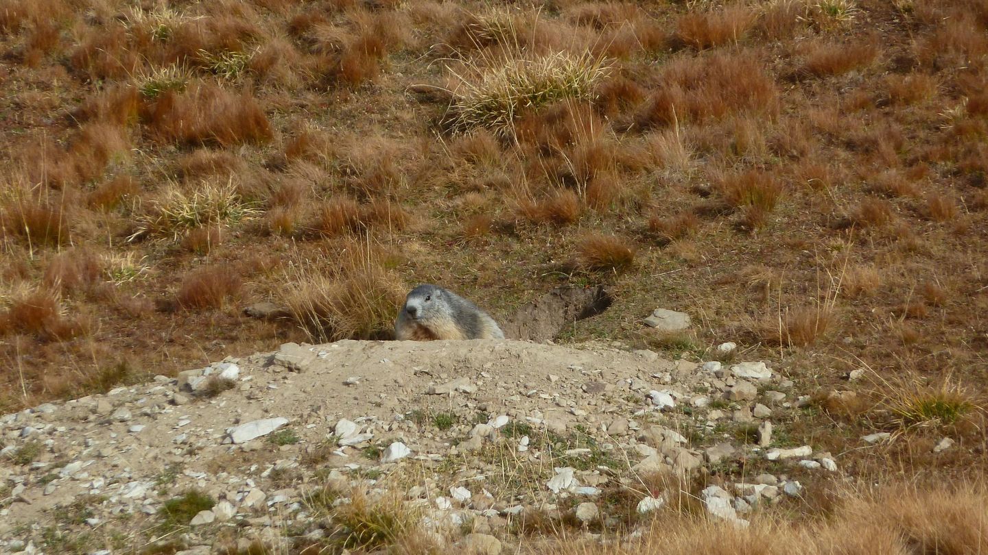 pelat_2017_25.JPG