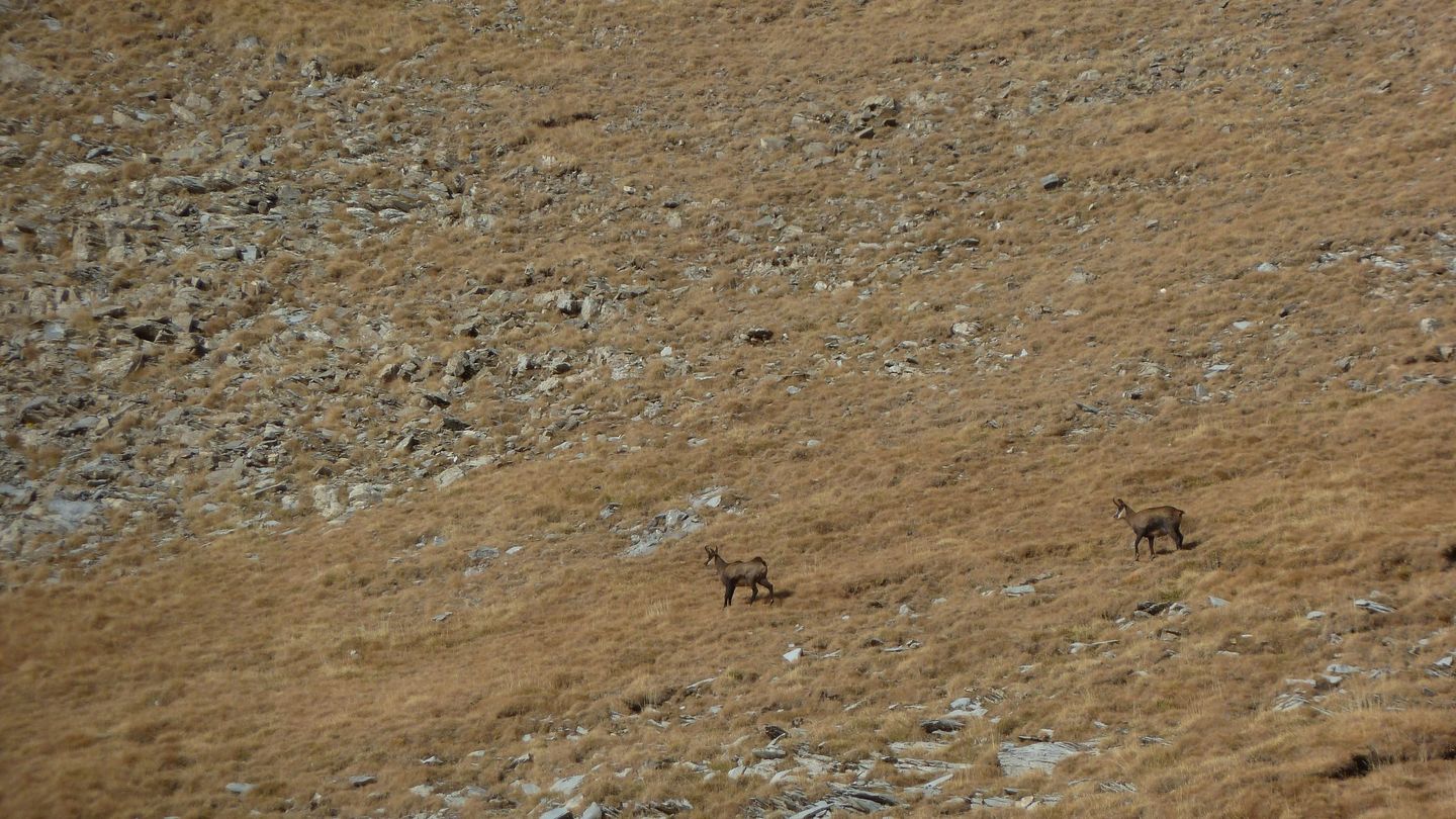 pelat_2017_35.JPG