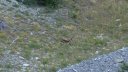 petit_col_talon_2017_064.JPG