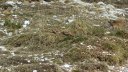 plaine_de_jassaud_avril_2016_036.JPG