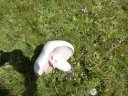 baisse_prenier_2011_053.jpg