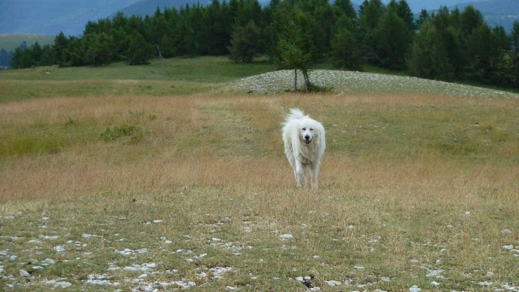 puy_de_rent_2013_066.jpg