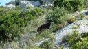 sainte_victoire_juin_2013_214.jpg
