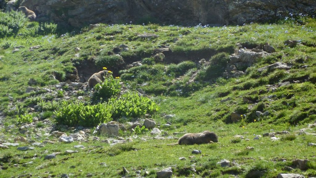 ubaye_2012_j1_041.jpg