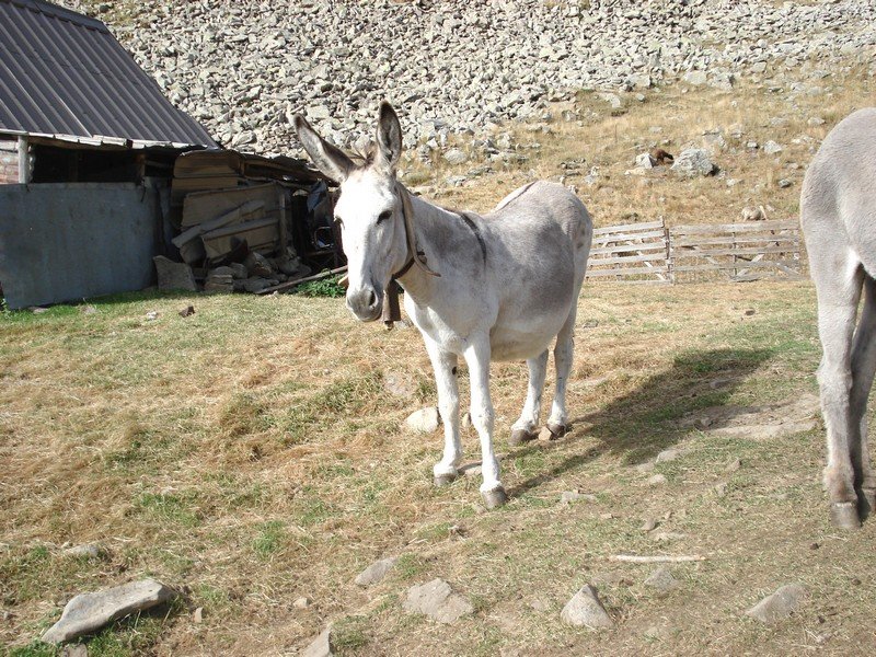 Sallanches_282929.JPG