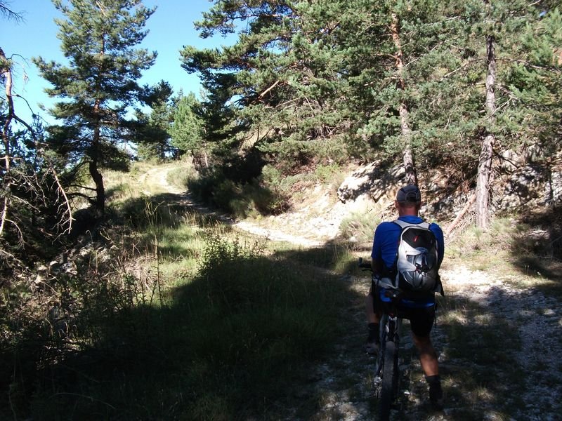 petit_cordoeil_antenne_20.jpg