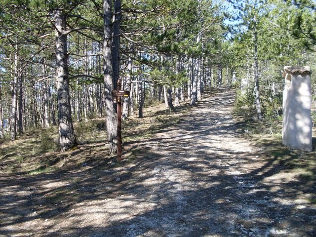 piegut_06.jpg