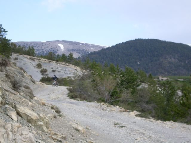 piegut_32.jpg