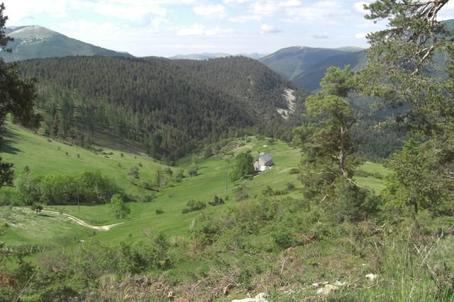 seree_carlet_11.jpg