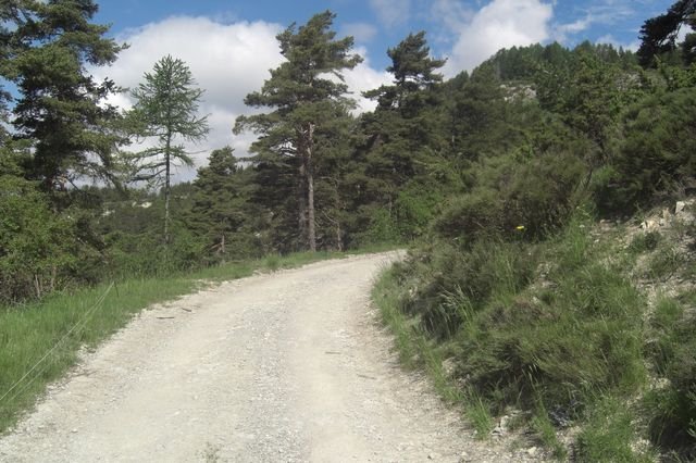 seree_carlet_14.jpg