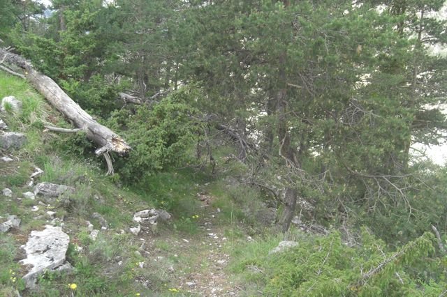 seree_carlet_33.jpg