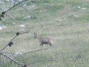 pelat_2010_cristou_10.jpg
